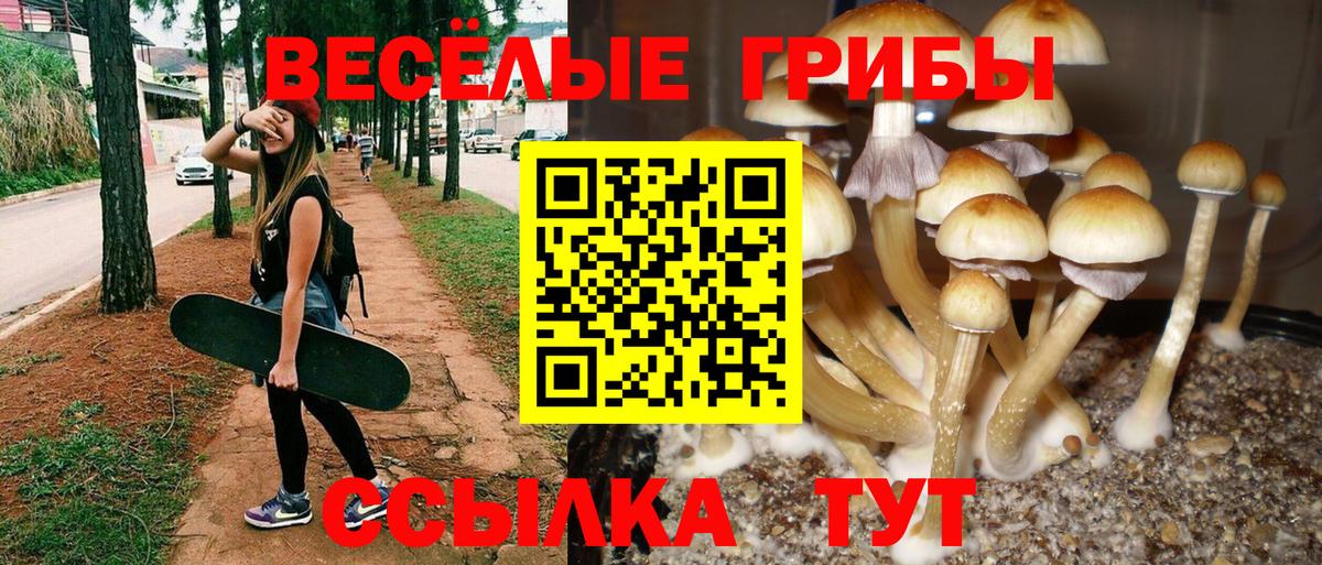 продажа наркотиков  Галлюциногенные грибы Psilocybine cubensis  Вход с VPN  Коломна  Псилоцибиновые грибы GOLDEN TEACHER 